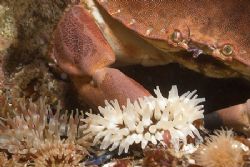 Crab looking over his garden. Scotland.
D200, 60mm. by Derek Haslam 
